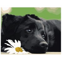 Набор_для_росписи_по_номерам_Strateg_"Черный_щенок"_(VA-0518).jpg